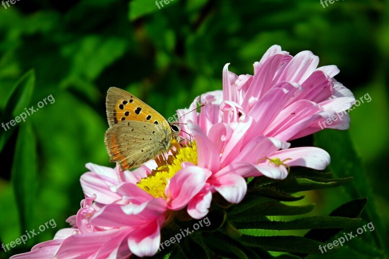 Butterfly Insect Flower Zinnia Nature