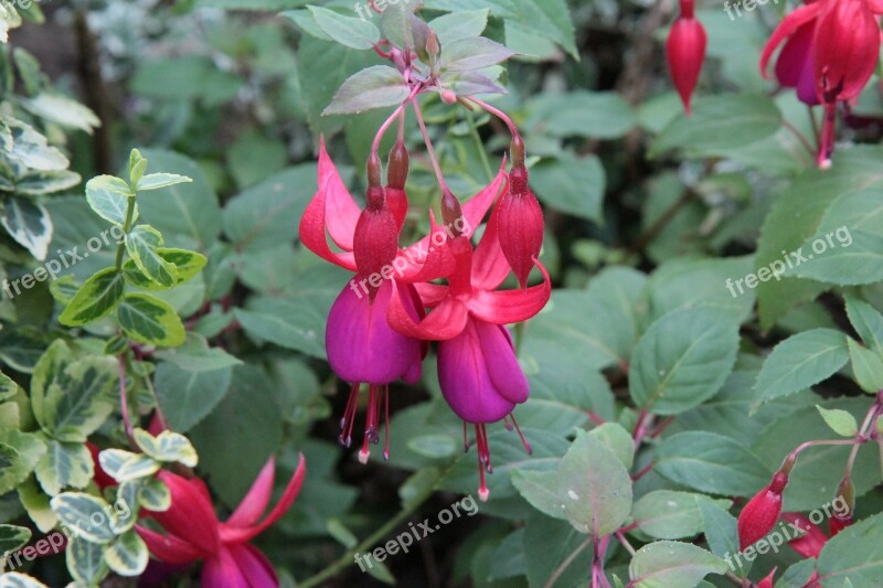 Fushia Fushia Red Flowering Fushia Flowers Free Photos