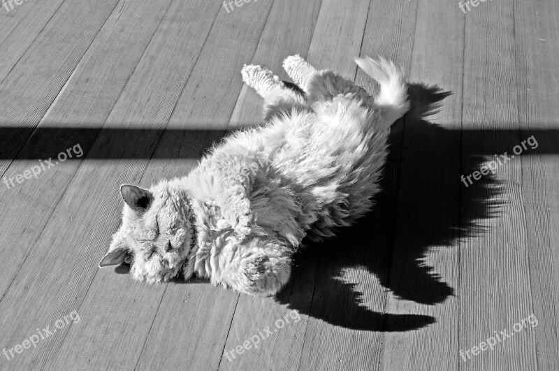 Cat Animal Ground Roll Sun