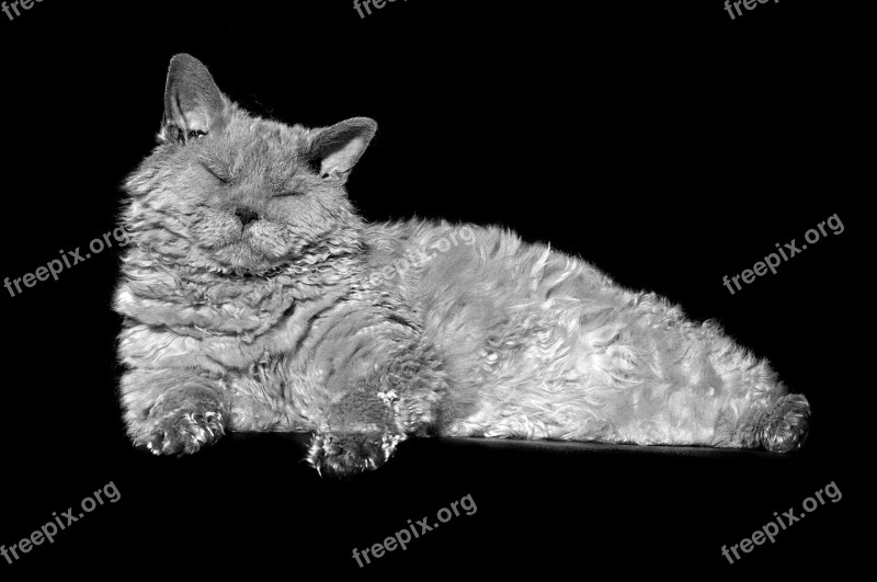 Cat Animal Selkirk Rex Sheep Cat Sleepy