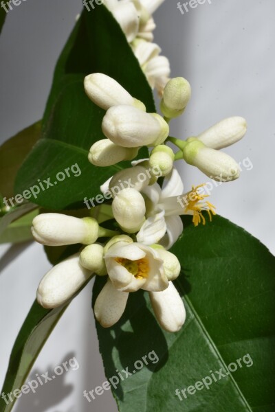 Lemon Flowers Home Color White