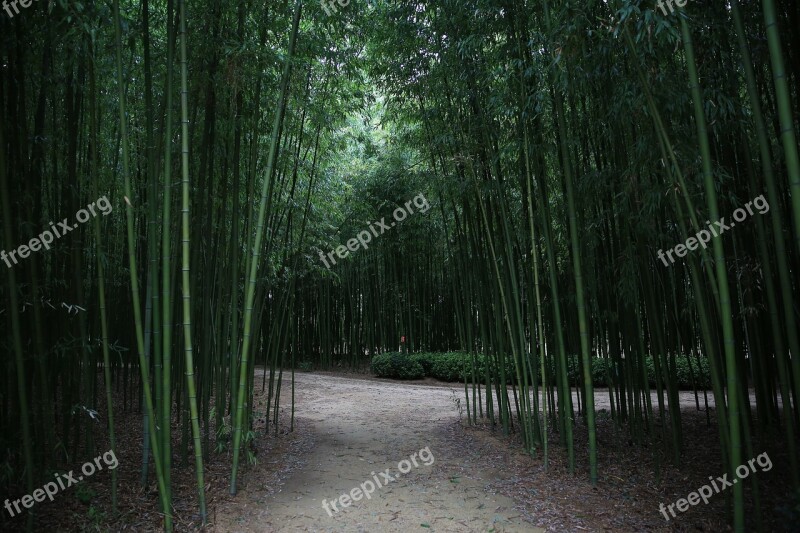 Bamboo Forest Ulsan Plants Nature