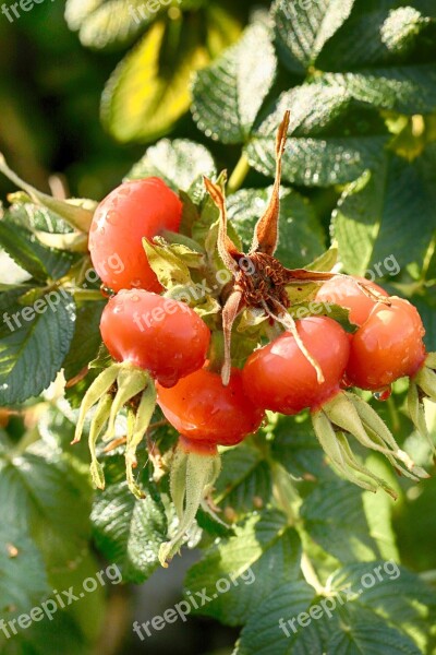 Rose Hip Herb Plant Nature Autumn