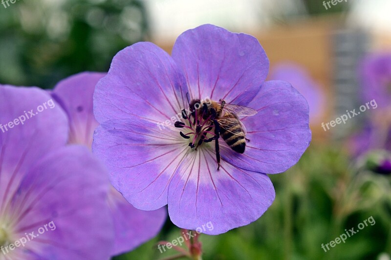 Cranesbill Geranium Walk In The Park Bee Sprinkle