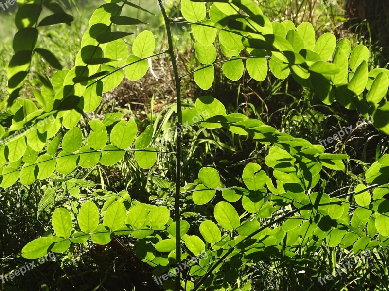 Acacia Tree Botany Foliage Green