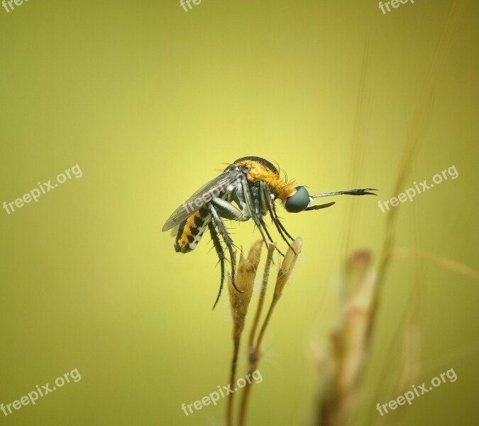 Toxophora Insect Macros Yellow Free Photos