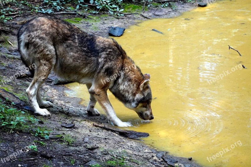 Wolf Drink Wild Pond Nature