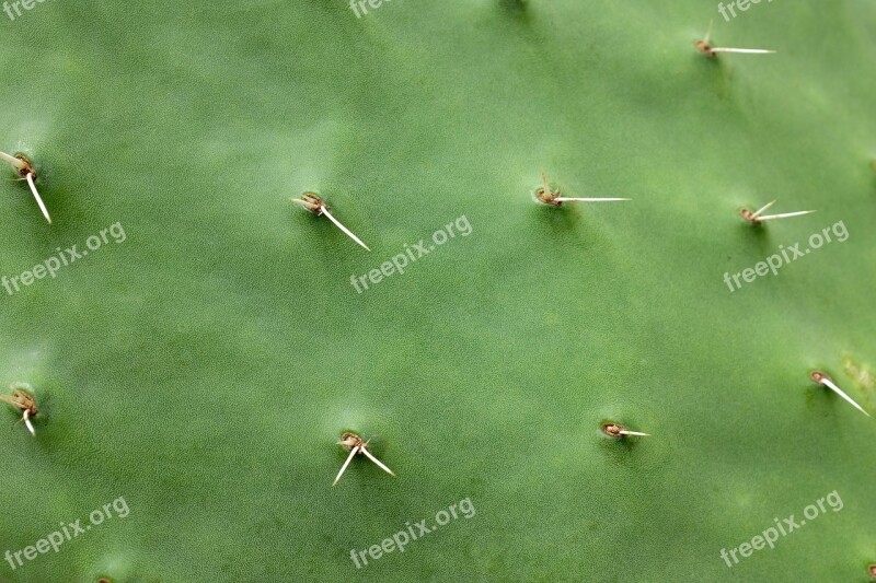 Cactus Spine Prickly Green Thorn