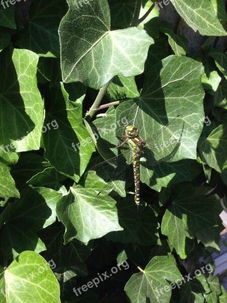 Dragonfly Odonata Ivy Hedera Helix Free Photos