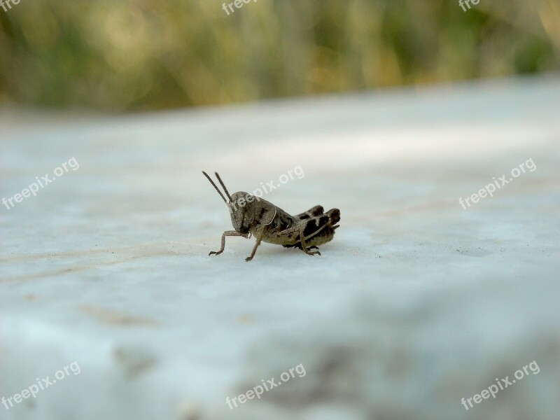 Insect Skipper Bud Animal Grasshopper