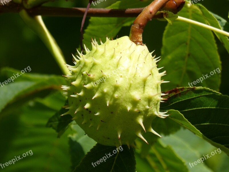 Nut Skewer Thorny Walnut Spiked Ball