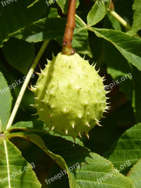 Nut Skewer Thorny Walnut Spiked Ball