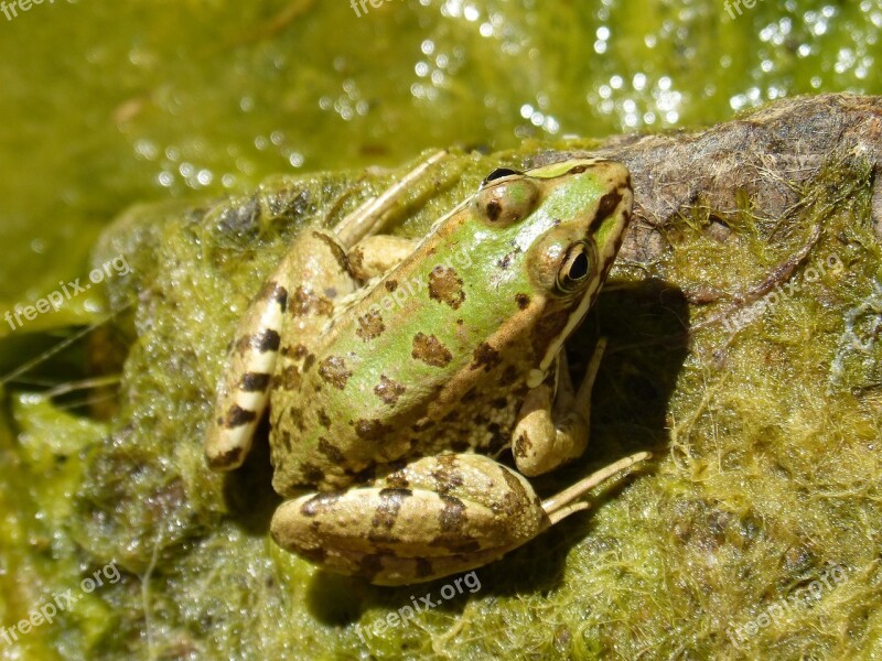 Frog Green Frog Batrachian Raft Algae