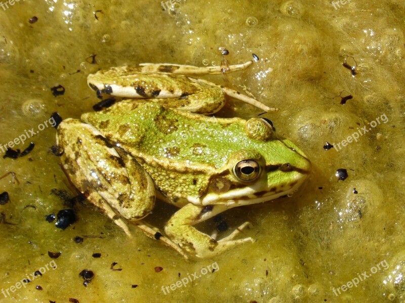 Frog Green Frog Pond Algae Batrachian