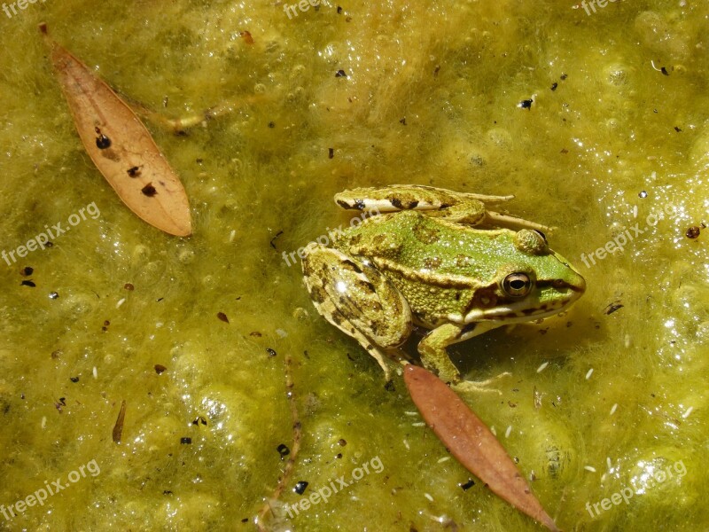 Frog Green Frog Pond Algae Batrachian