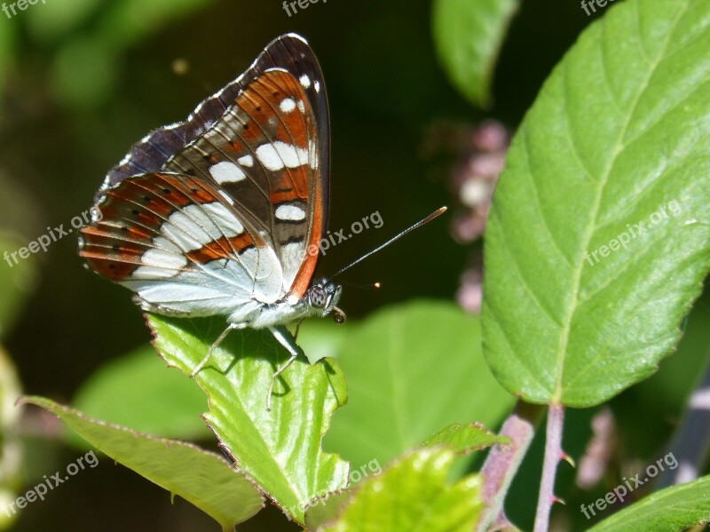 Butterfly Nymph Streams Limenitis Reducta Nimfa Mediterrània Blackberry