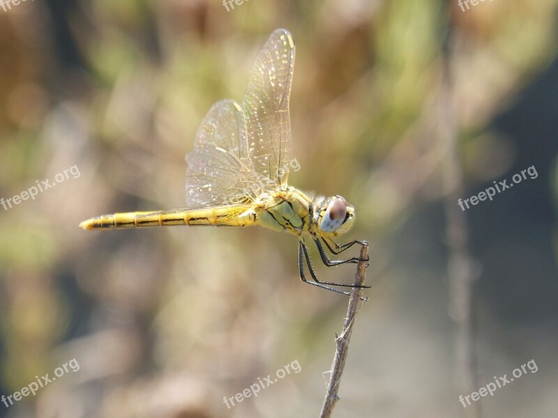 Ibélula Yellow Dragonfly Detail Winged Insect Cordulegaster Boltonii