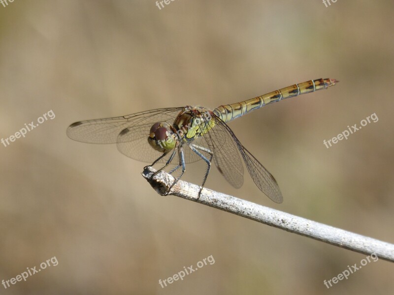 Ibélula Yellow Dragonfly Detail Winged Insect Cordulegaster Boltonii