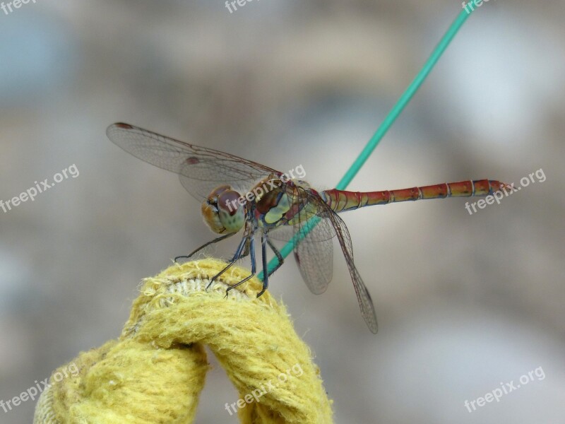 Red Dragonfly Rope Detail Sympetrum Fonscolombii Winged Insect