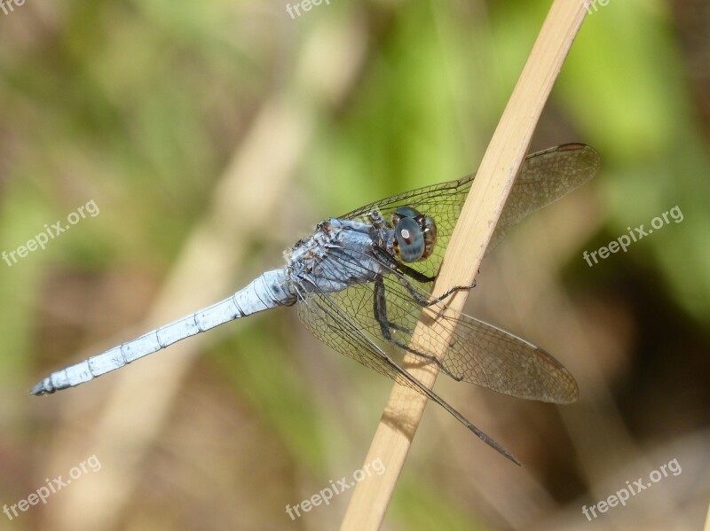 Dragonfly Orthetrum Brunneum Blue Dragonfly Parot Pruïnos Pond