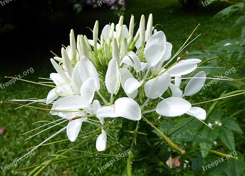 Cleome Flower White Exotic Cleomaceae