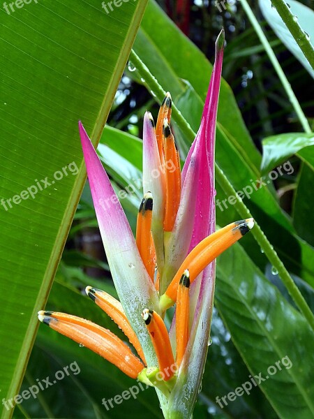 Heliconia Musacées Flower Exotic Color