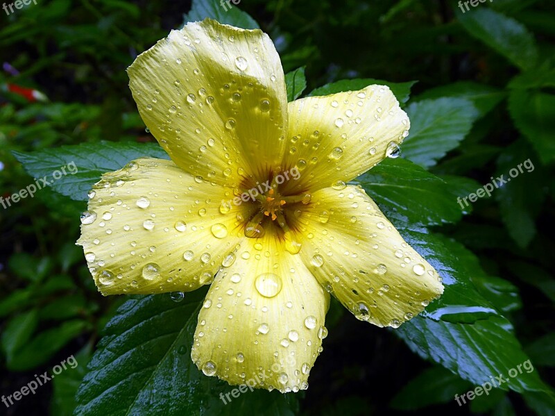 Hibiscus Malvaceae Flower Yellow Rain