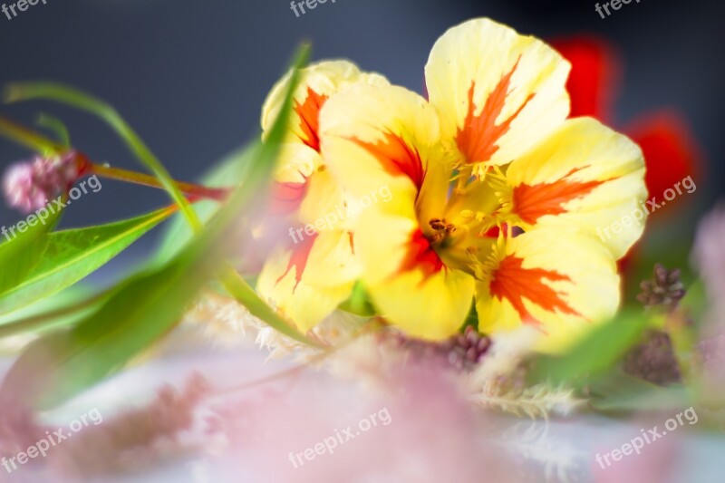 Wild Flower Meadow Flower Tender Close Up Blossom