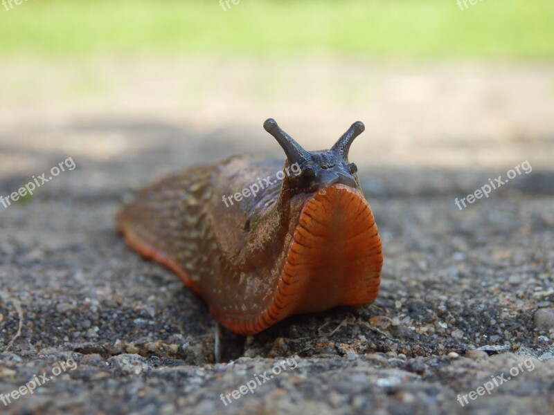 A Very Friendly Garden Slug