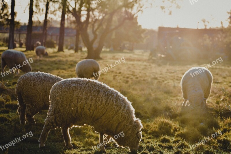 Animalessheep Animals Hermo Mammal Alpaca