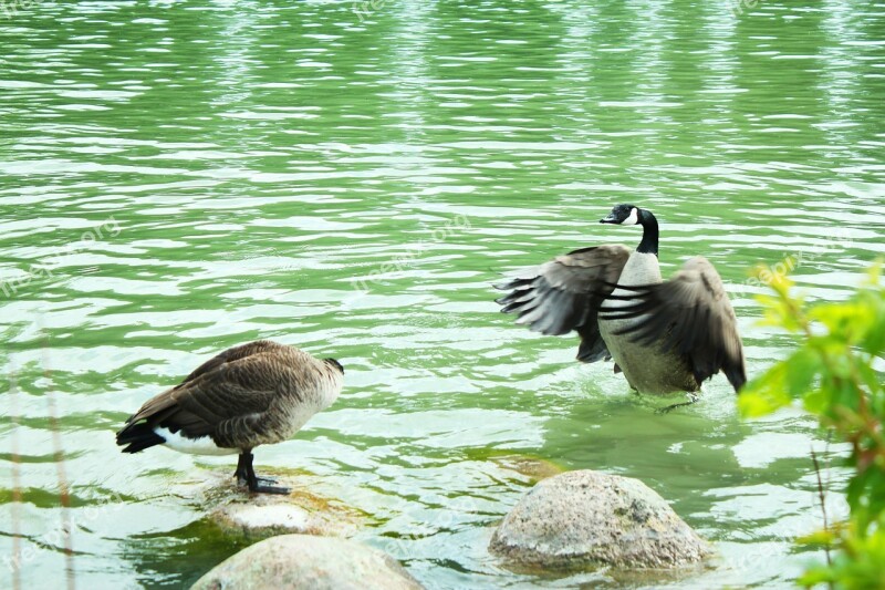 Duck Water Canadian Wing Pond