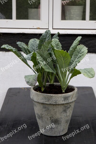 Palmekål Vegetables Denmark Timber Frame Fyn