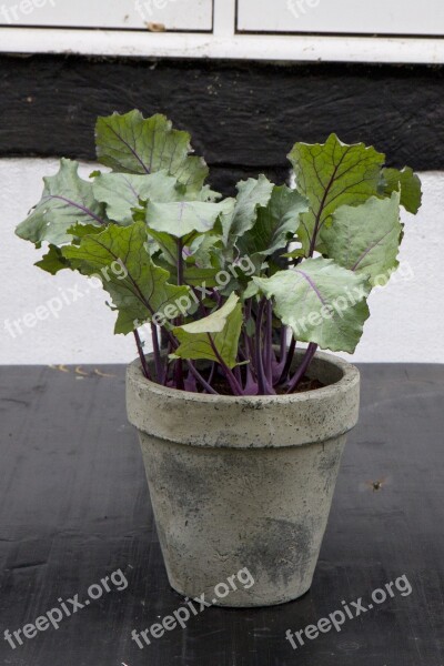 Cabbage Garden Vegetables Plant Kale