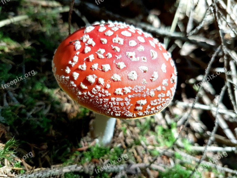 Fly Agaric Amanita Muscaria Mushroom Nature Autumn