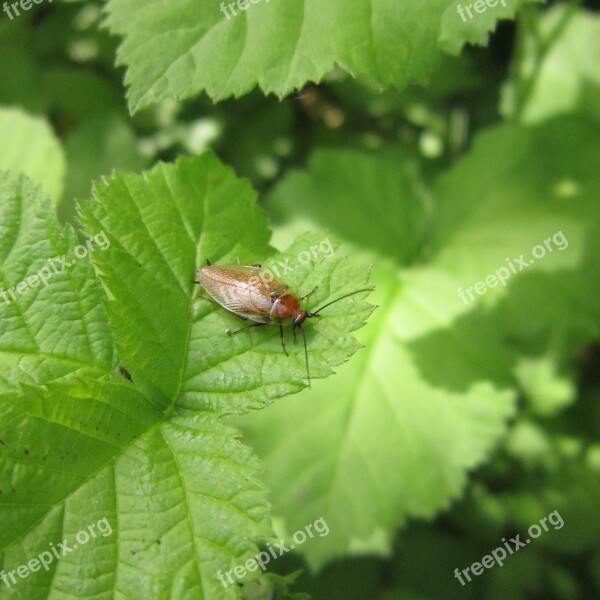 Insect Bug Cockroach Green Leaves