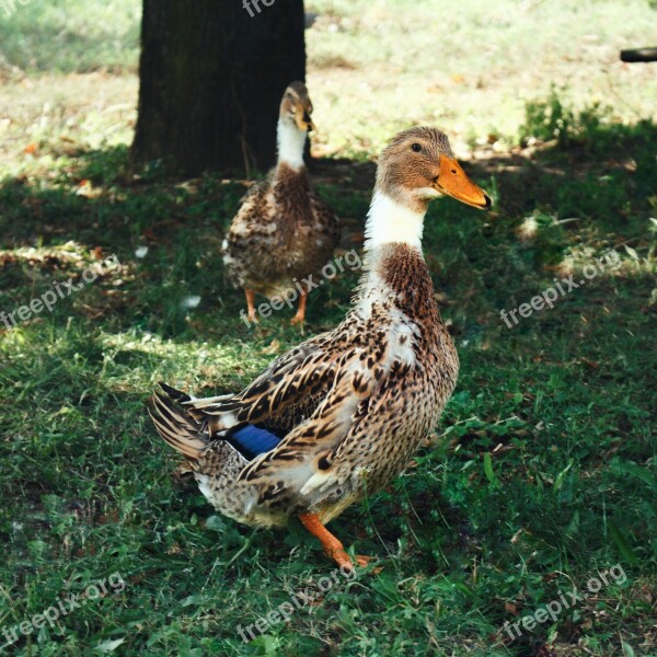 Duck Ducks Birds Village Poland