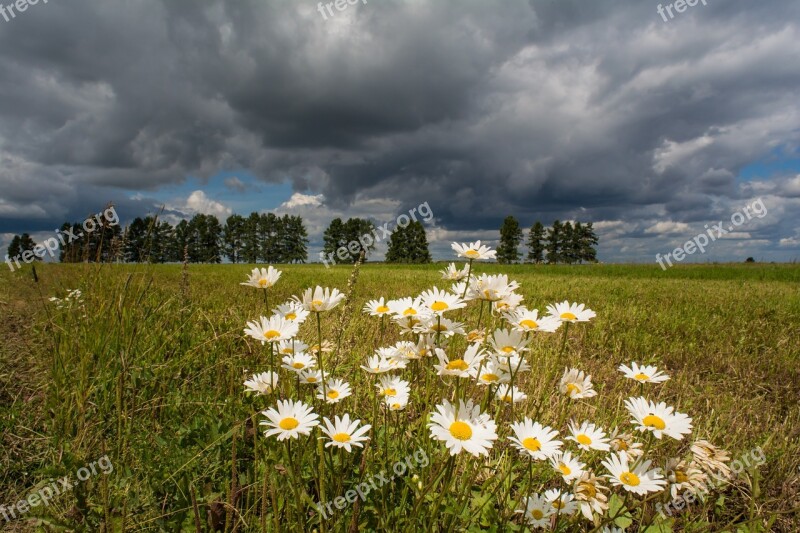 Landscape Chamomile Flowers Clouds Beauty