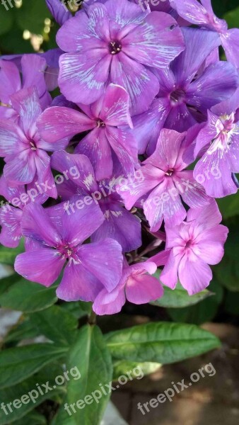 Phlox Flame Flower Perennials Purple Ornamental Plant