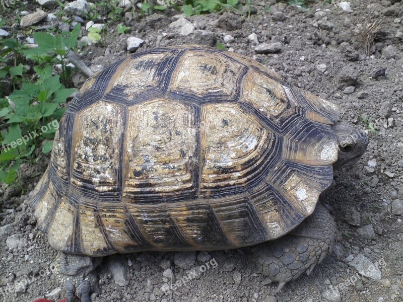 Animal Turtle Shell Nature Terrestrial