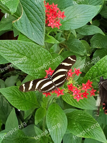 Beautiful Nature Butterfly Summer Animals