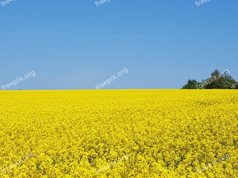 Germany Hunsrueck Rapsfeld Rapeseed Field Nature