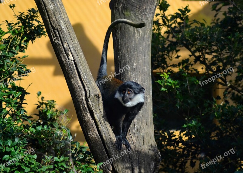 Monkey Mammals Primate Nature Eyes