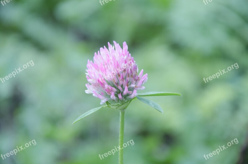 Clover Summer Pastel Pink Soft