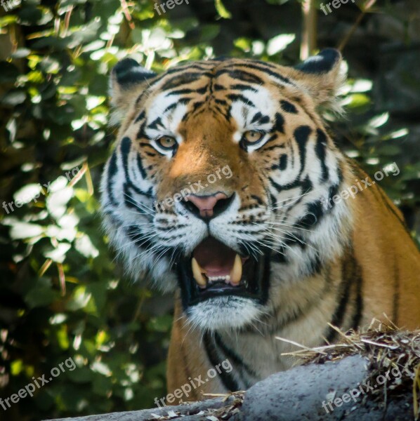 Tiger Zoo Animal Wildcat Hunter