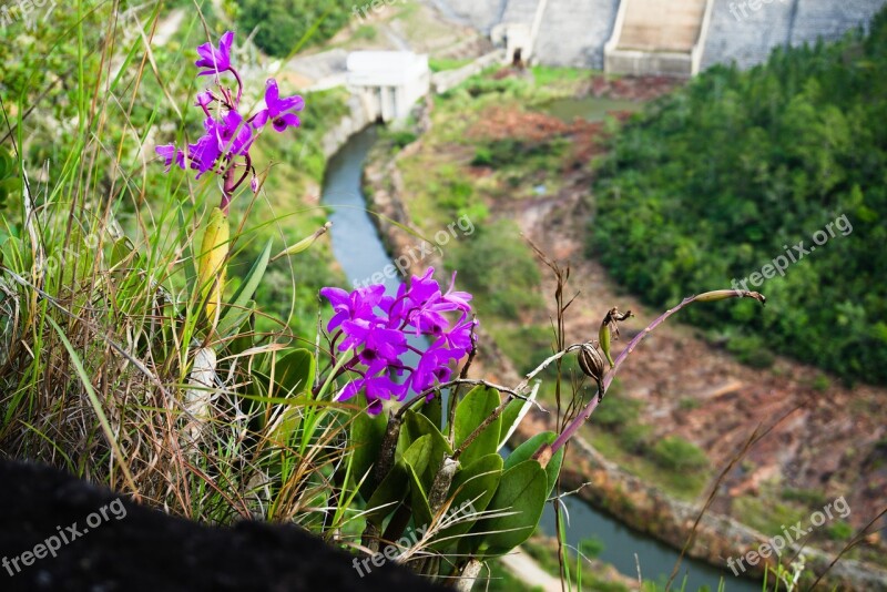 Flower Dam Belize Nature Plant