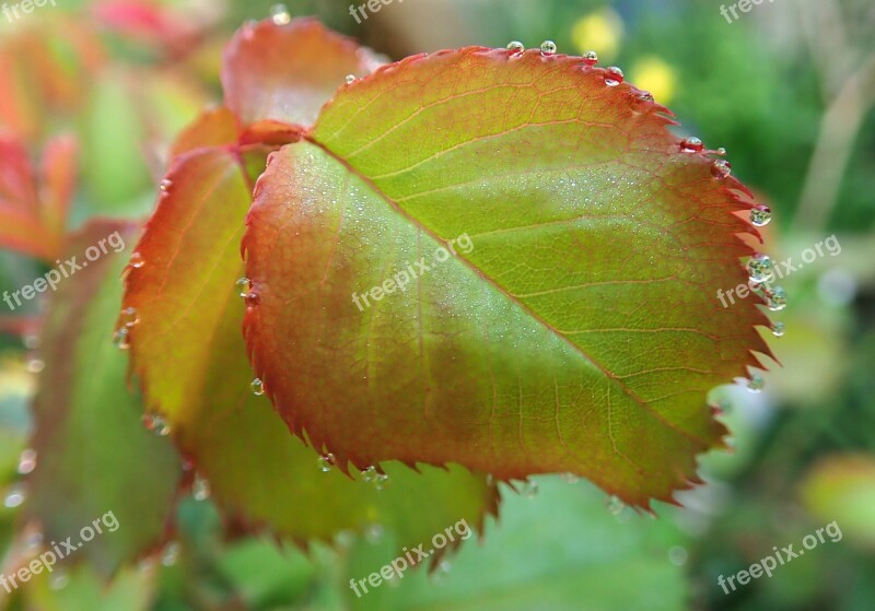 Leaves Dew Drops Water New Growth Spring