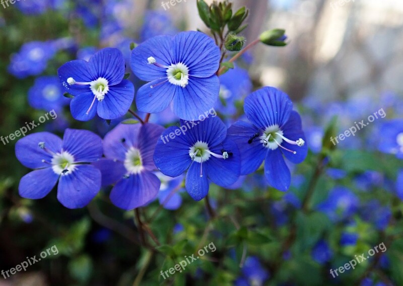 Flower Blue Creeper Garden Plant