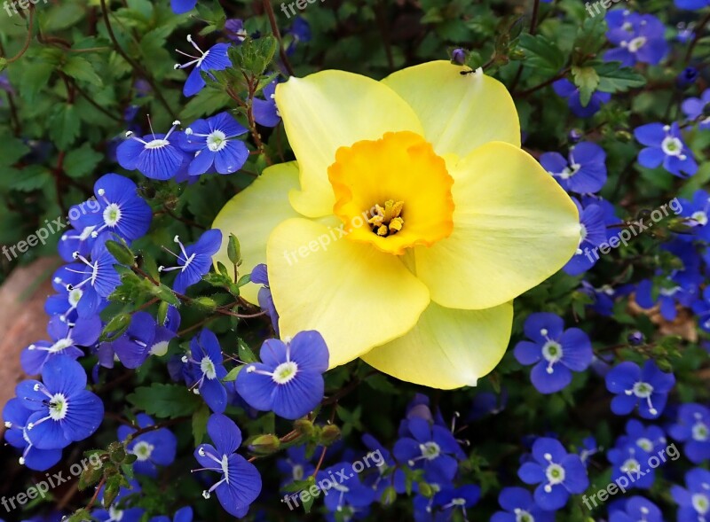 Daffodil Blue Flowers Spring Blooms Garden