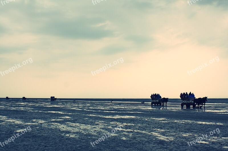 North Sea Cuxhaven Wadden Sea Horse Drawn Carriage Horses