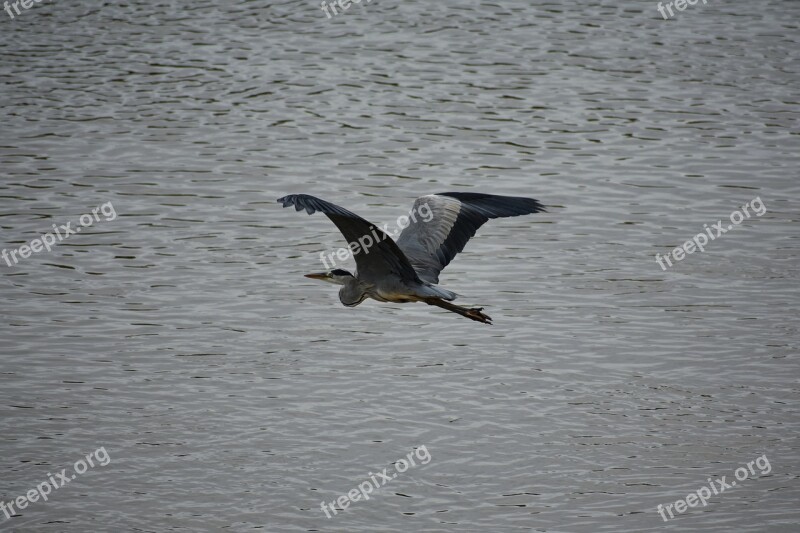 Animal River Waterside Bird Wild Birds